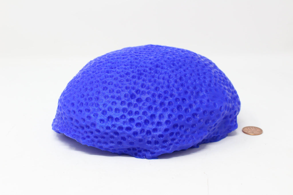 Brain Coral Model - Angled.io