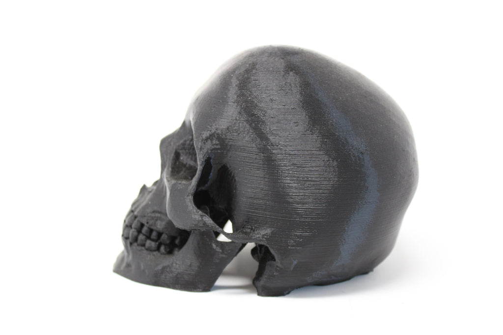Human Skull Model - Angled.io