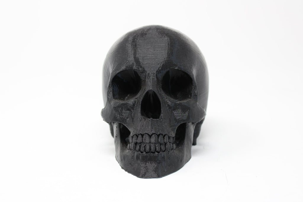 Human Skull Model - Angled.io